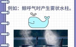 雅思口语如何描述water activity？