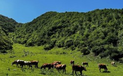 积石山人力公司具体有几家？