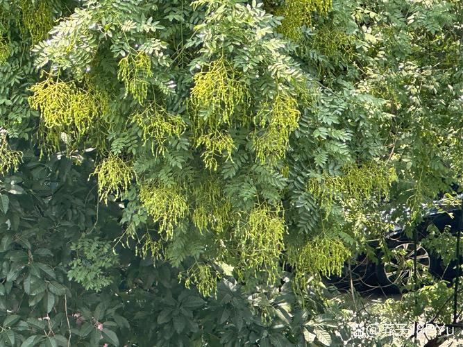 drinking water 雅思口语-图1