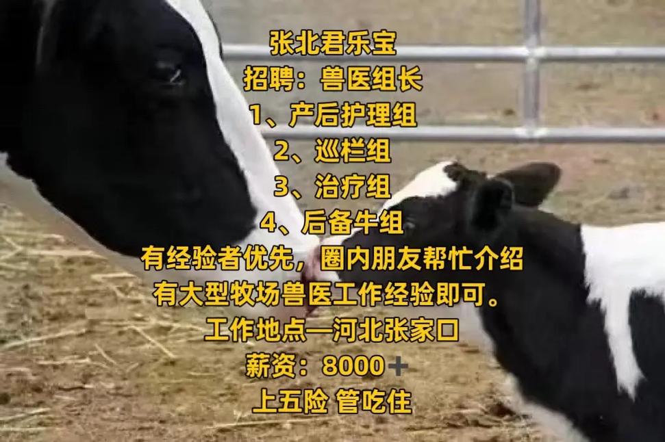 君乐宝招聘什么岗位？要求多少薪资？-图1