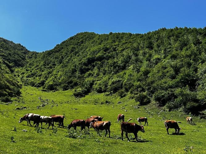 积石山人力公司具体有几家?-图1 积石山人力公司具体有几家?-图1