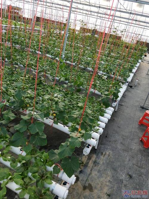 无土栽培招聘,具体岗位要求有哪些?-图2 无土栽培招聘,具体岗位要求有哪些?-图2